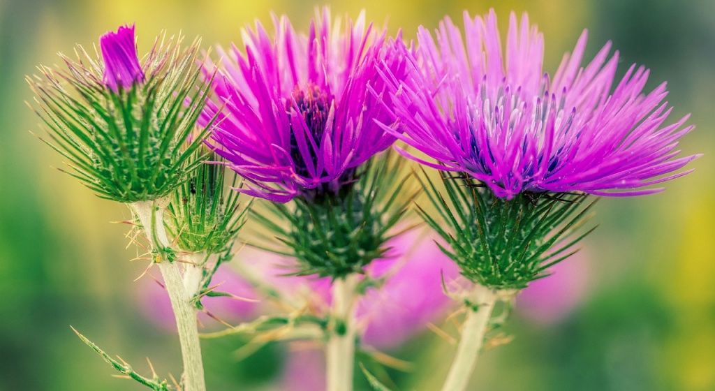 Расторопша детоксикация, как проводится детоксикация организма, что такое интоксикация организма, лекарства для детоксикации организма, как очистить организм от токсинов, как вывести токсины, очистить организм от токсинов, как вывести токсины из организма, причины интоксикации организма, алкогольная интоксикация, симптомы интоксикации, токсины, интоксикация, интоксикация организма, причина интоксикации, токсические вещества