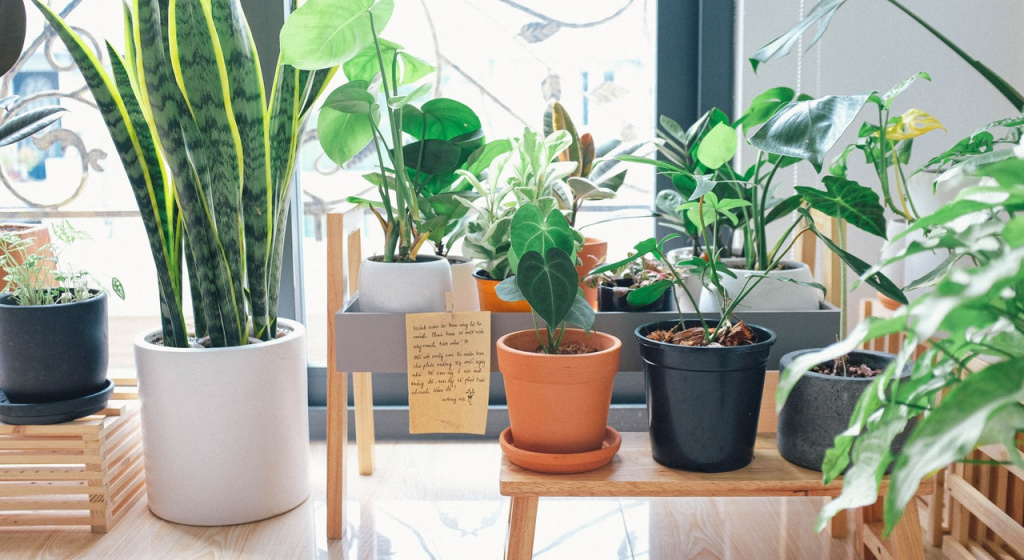 Какие растения дезинфицируют помещение: эксперимент NASA и его результаты очистка воздуха в квартире, как очистить воздух в комнате, как дезинфицировать помещение, комнатные цветы, комнатные растения для очистки воздуха, растения повышающие иммунитет, антибактериальные растения, лучшие комнатные цветы для очистки воздуха, фитонциды.