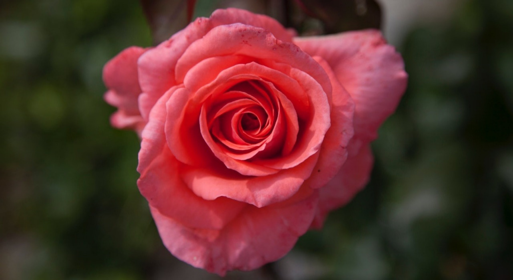 пмс, предменструальный синдром, противозачаточные таблетки от пмс, что такое пмс, симптомы пмс, эстроген, прогестерон, менструальный цикл у женщин, гормональные лекарственные средства, противозачаточные таблетки, как принимать противозачаточные таблетки, облегчить пмс, гормональные контрацептивы, противозачаточные, таблетки от пмс, менструальный цикл