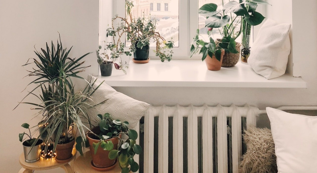 Правда ли, что растения способны очищать воздух?: Мнение ученых очистка воздуха в квартире, как очистить воздух в комнате, как дезинфицировать помещение, комнатные цветы, комнатные растения для очистки воздуха, растения повышающие иммунитет, антибактериальные растения, лучшие комнатные цветы для очистки воздуха, фитонциды.