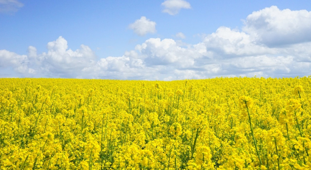 Аллергия летом и осенью сезонный поллиноз, поллиноз, как лечить аллергию, аллергия, сенная лихорадка, календарь цветения для аллергиков,