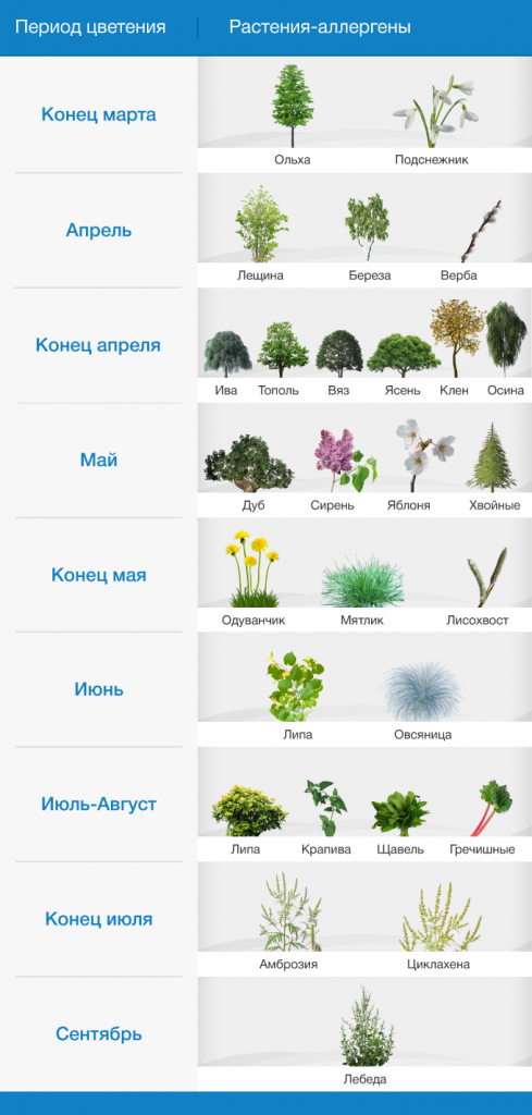 сезонный поллиноз, поллиноз, как лечить аллергию, аллергия, сенная лихорадка, календарь цветения для аллергиков,